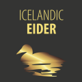 Icelandic Eider.png